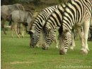 ZOO Praha